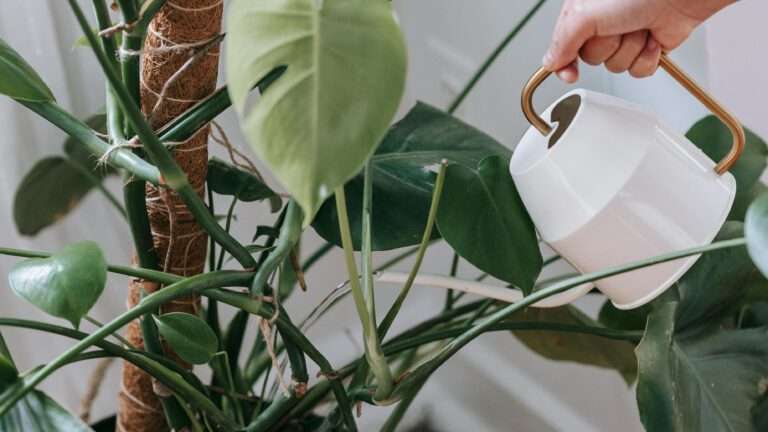 Eine Person gießt eine Monstera Deliciosa Fensterblatt mit einer weißß goldenen Gießkanne.