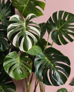 Exotische Monstera Deliciosa Variegata mit großen grün weißen Blättern, in einem Topf in einer Wohnung aufgestellt ist.