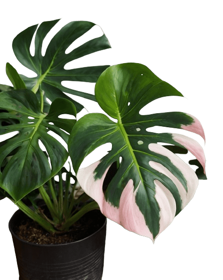 Monstera Deliciosa Variegata Pflanze mit großen, weißen, grünen und rosa Blättern.