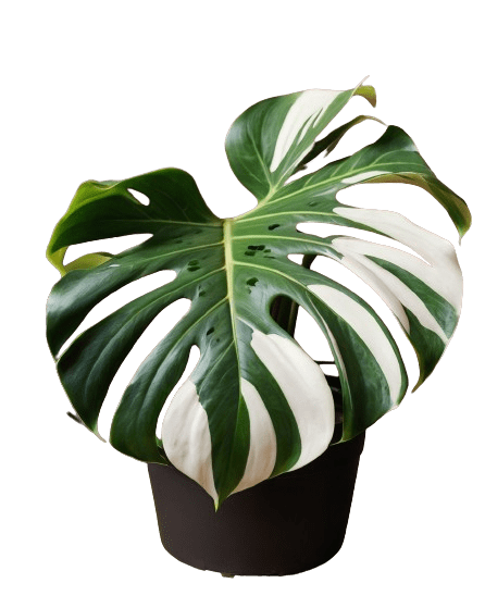 Monstera Deliciosa Variegata Pflanze mit großen, weißen und grünen Blättern.